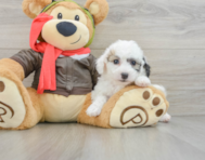 8 week old Poochon Puppy For Sale - Puppy Love PR