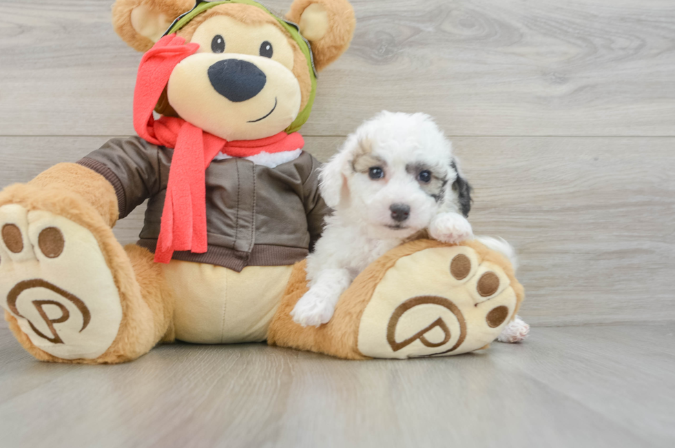 7 week old Poochon Puppy For Sale - Puppy Love PR