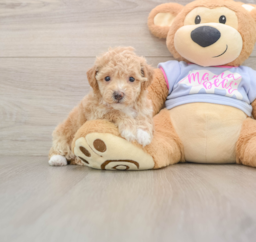 6 week old Poochon Puppy For Sale - Puppy Love PR