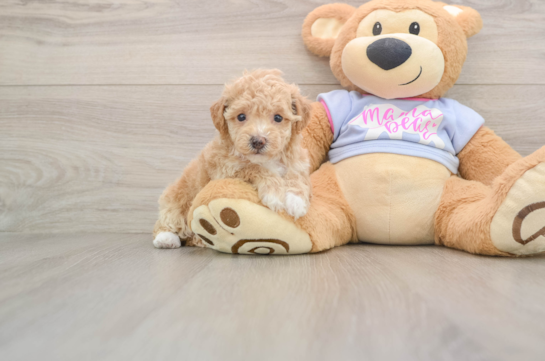 Small Poochon Baby