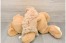 Poochon Puppy for Adoption
