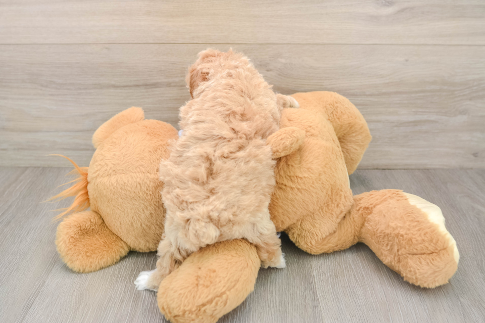 Poochon Puppy for Adoption