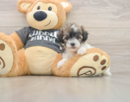 5 week old Poochon Puppy For Sale - Puppy Love PR