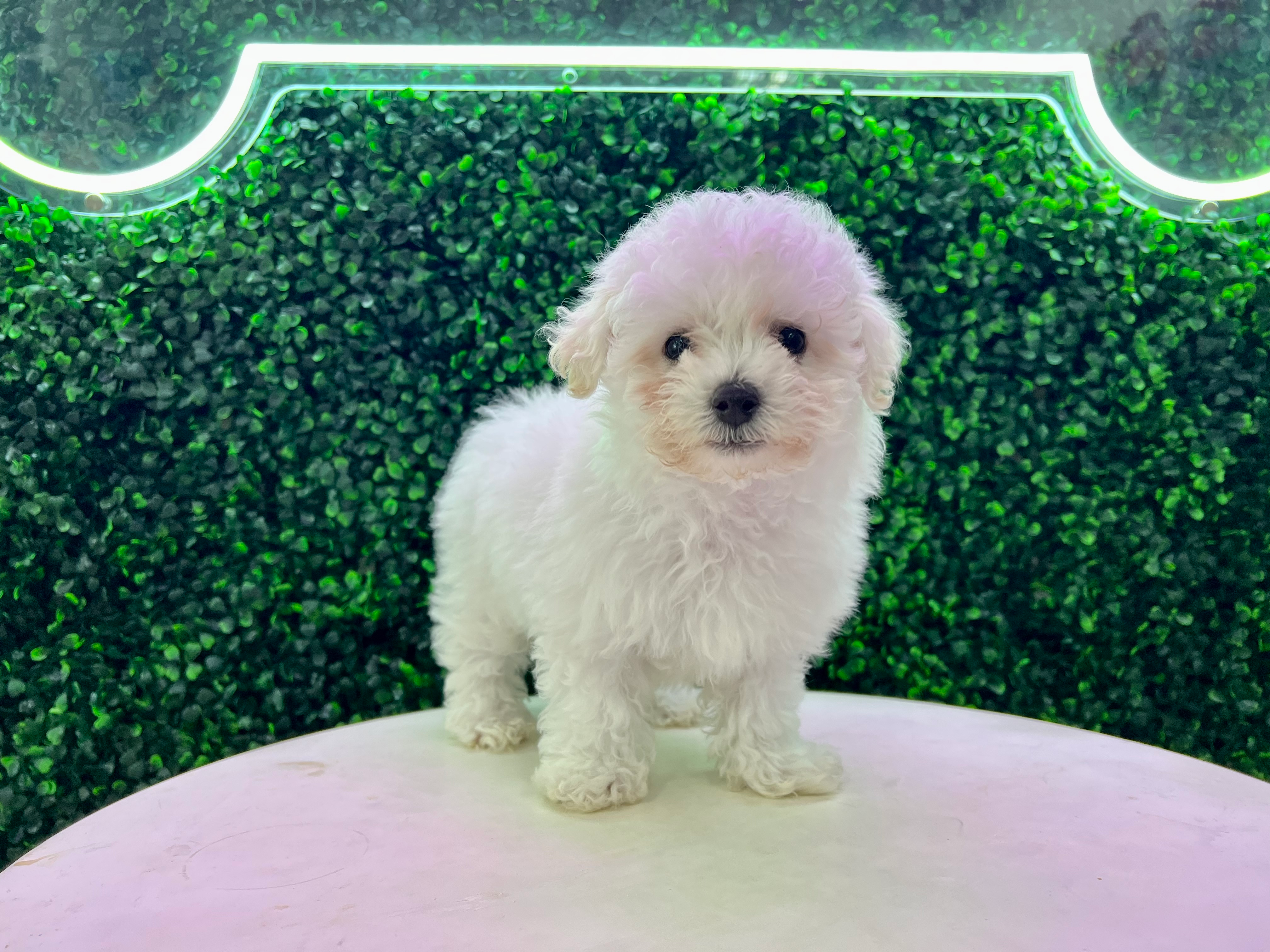 Best Poochon Baby
