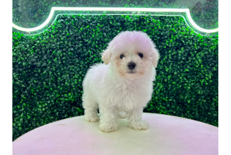 Best Poochon Baby