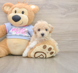 5 week old Poochon Puppy For Sale - Puppy Love PR