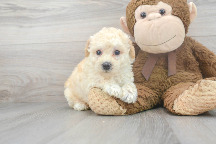 Meet Clint - our Poochon Puppy Photo 1/3 - Puppy Love PR Best Poochon Baby
