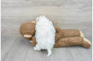 Cute Poochon Baby