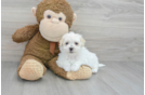 Popular Poochon Poodle Mix Pup
