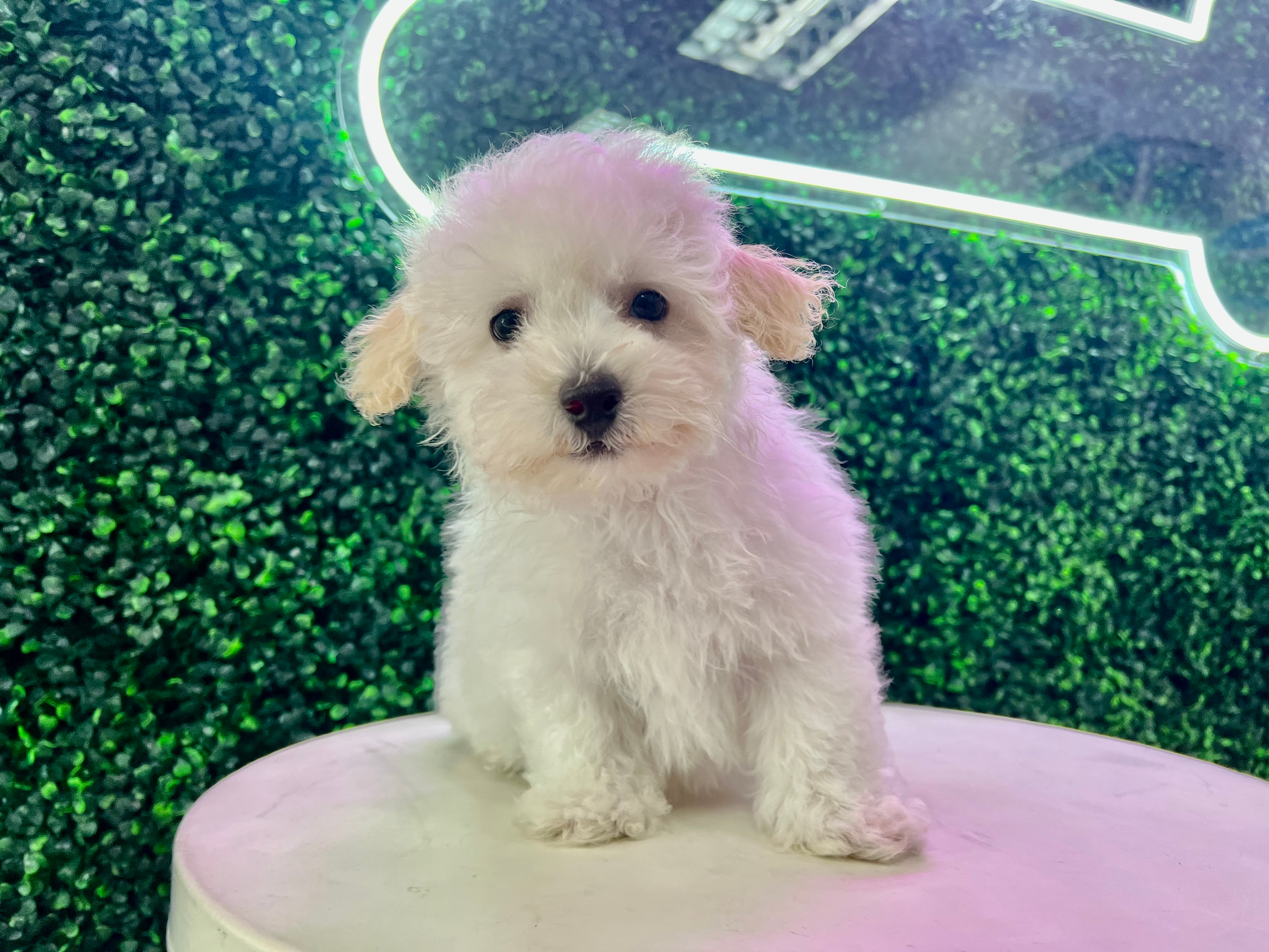 Cute Poochon Baby
