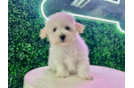 Cute Poochon Baby