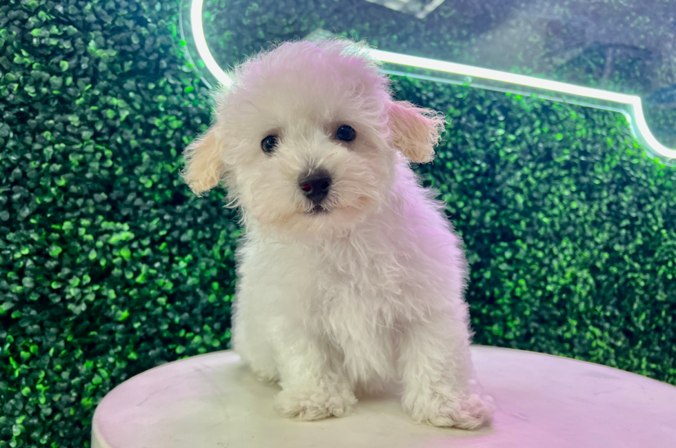 13 week old Poochon Puppy For Sale - Puppy Love PR
