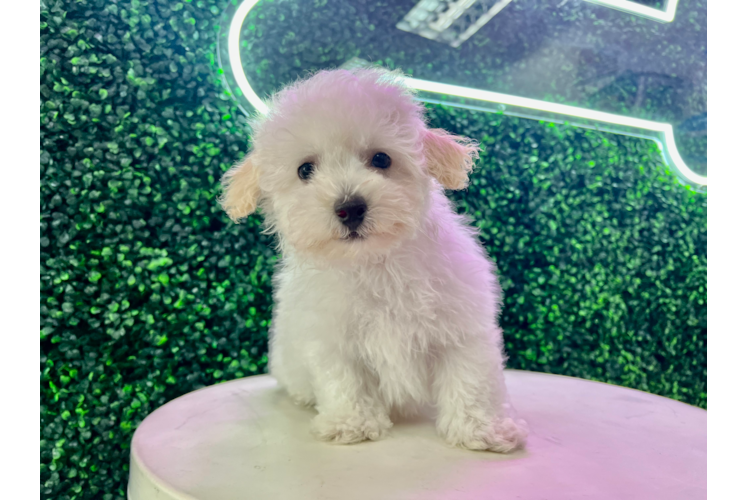 Cute Poochon Baby