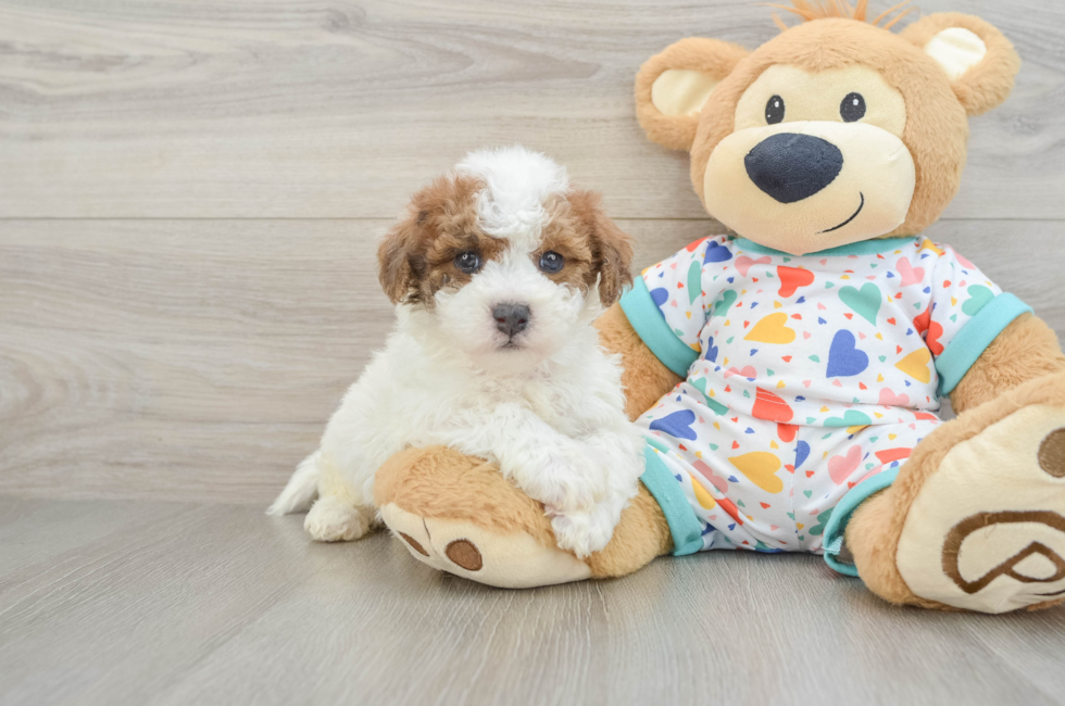 5 week old Poochon Puppy For Sale - Puppy Love PR