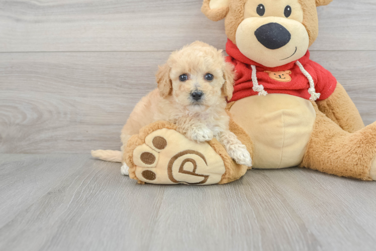 Energetic Bichpoo Poodle Mix Puppy