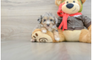 Petite Poochon Poodle Mix Pup