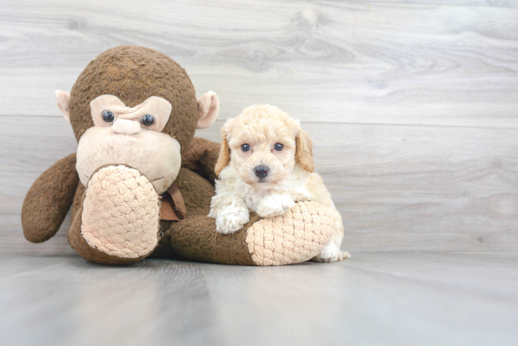 Meet Contessa - our Poochon Puppy Photo 1/3 - Puppy Love PR Cute Poochon Poodle Mix Pup
