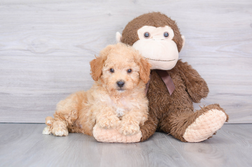 8 week old Poochon Puppy For Sale - Puppy Love PR