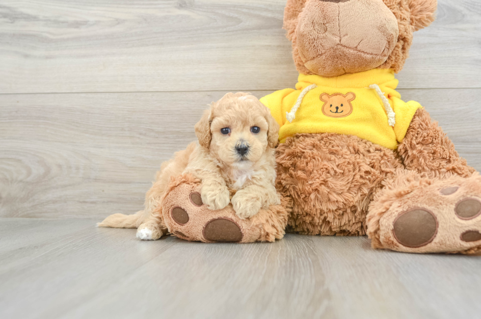 5 week old Poochon Puppy For Sale - Puppy Love PR