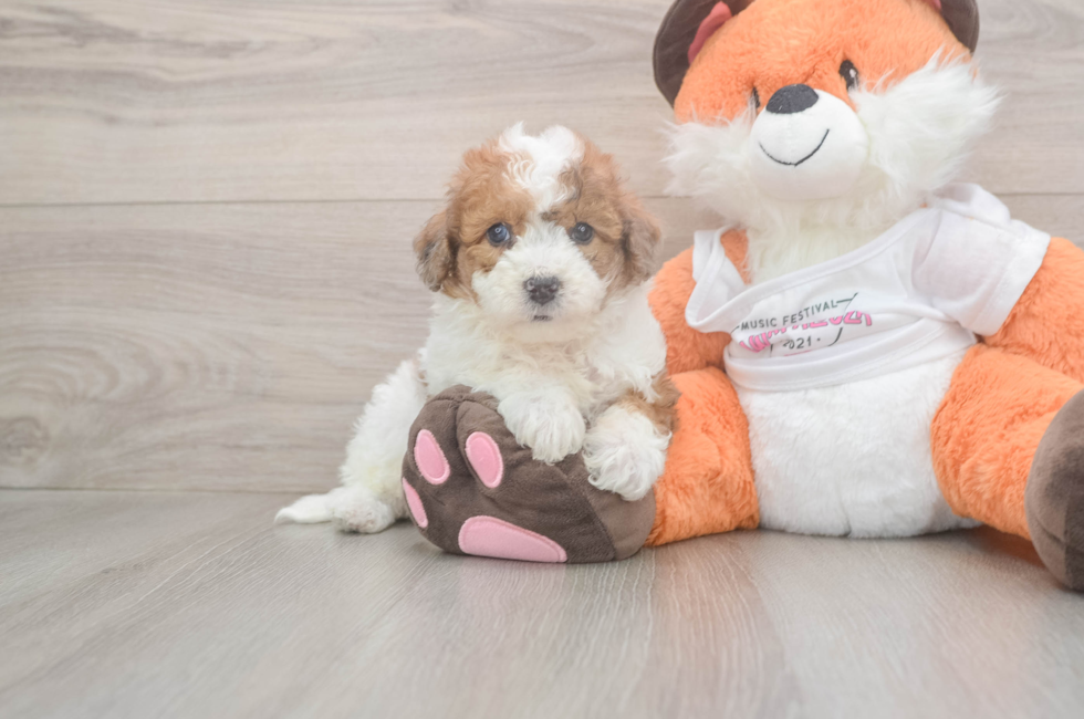 7 week old Poochon Puppy For Sale - Puppy Love PR
