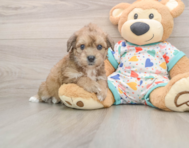 6 week old Poochon Puppy For Sale - Puppy Love PR