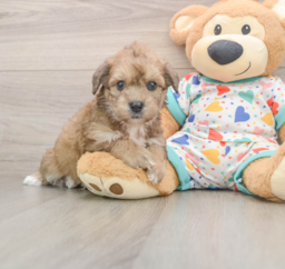 6 week old Poochon Puppy For Sale - Puppy Love PR