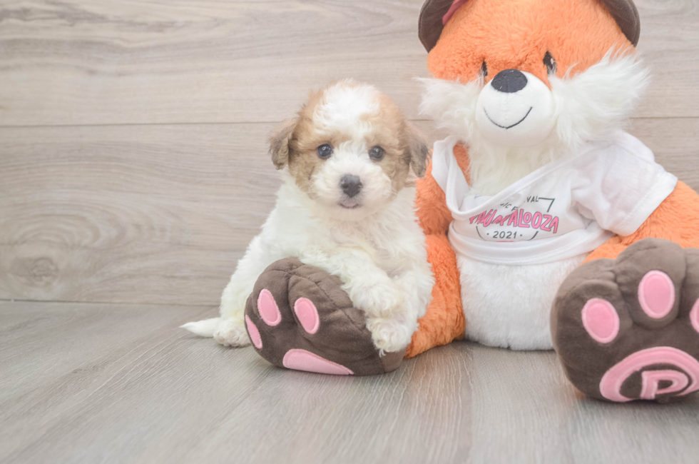 7 week old Poochon Puppy For Sale - Puppy Love PR
