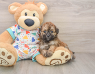 6 week old Poochon Puppy For Sale - Puppy Love PR