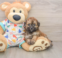 6 week old Poochon Puppy For Sale - Puppy Love PR
