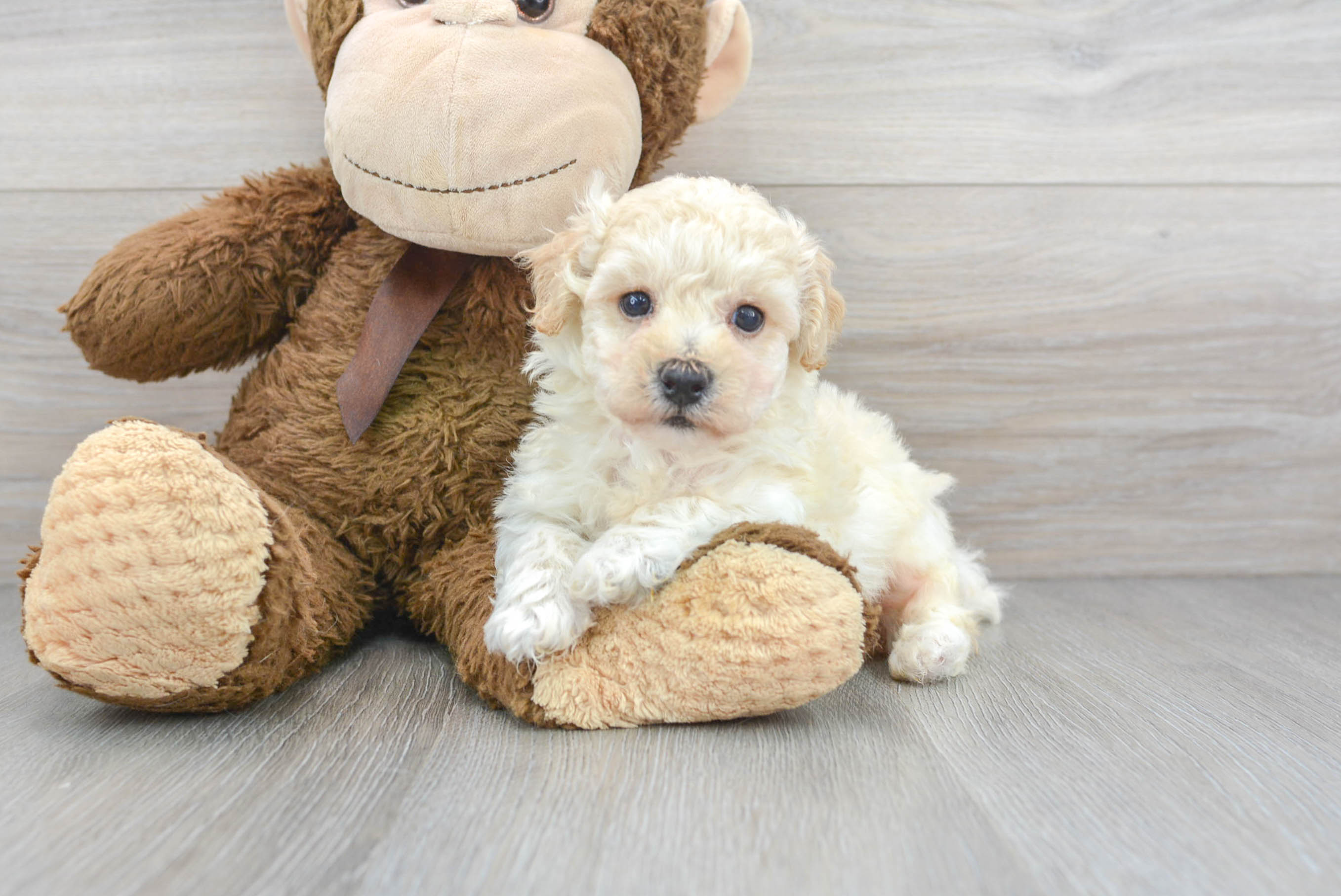 Poochon teddy outlet bear