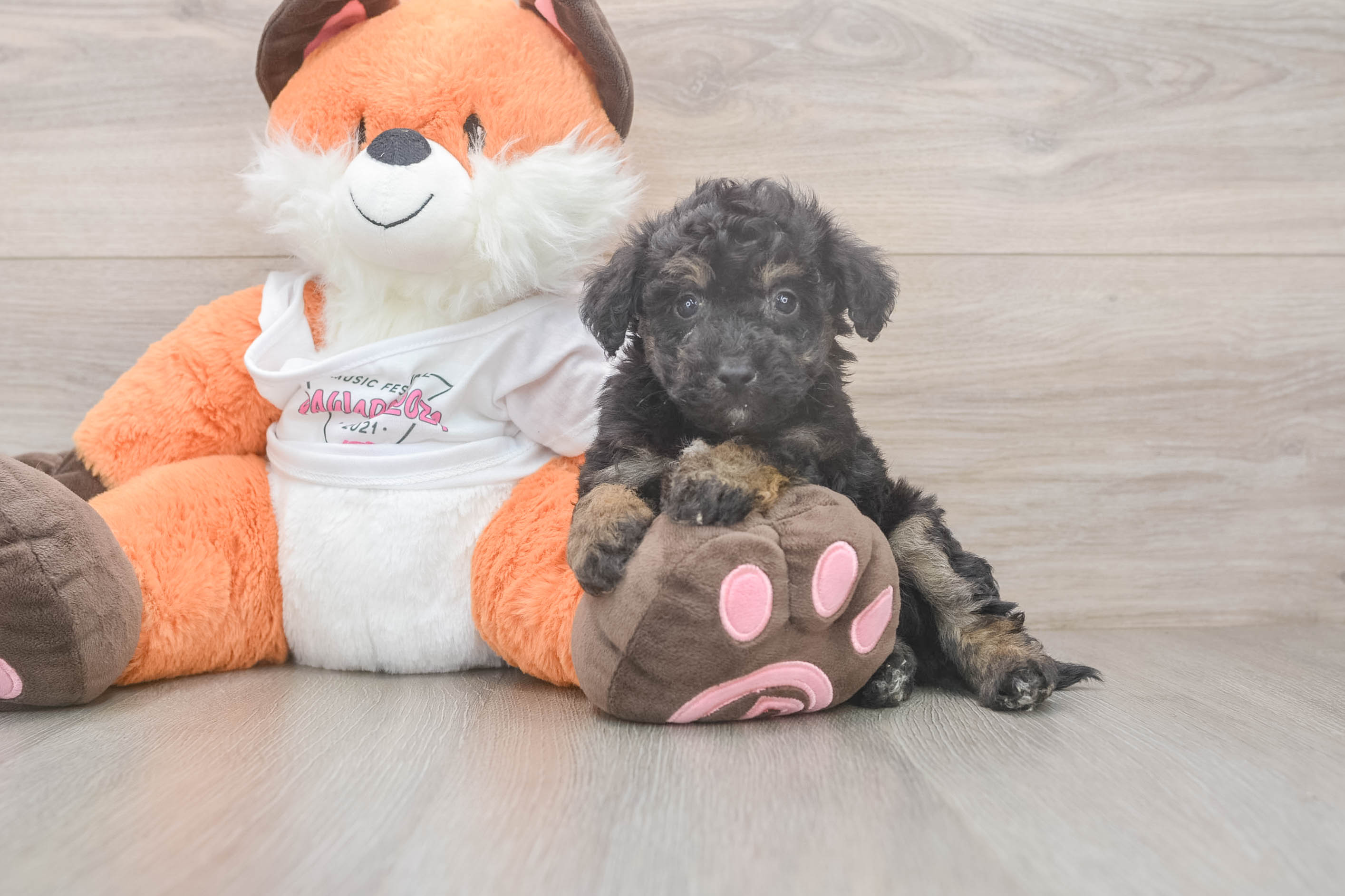 Smart Poochon Poodle Mix Pup