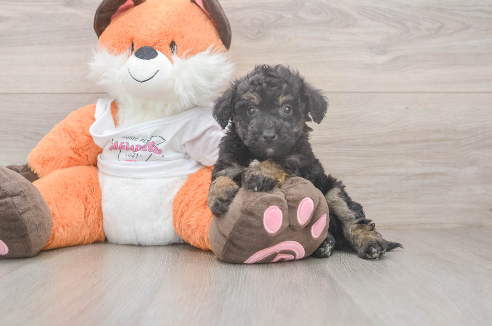 7 week old Poochon Puppy For Sale - Puppy Love PR
