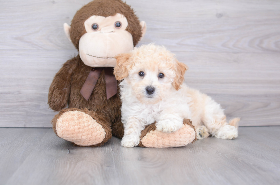 8 week old Poochon Puppy For Sale - Puppy Love PR