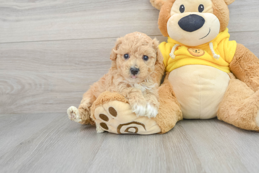 Playful Bichpoo Poodle Mix Puppy