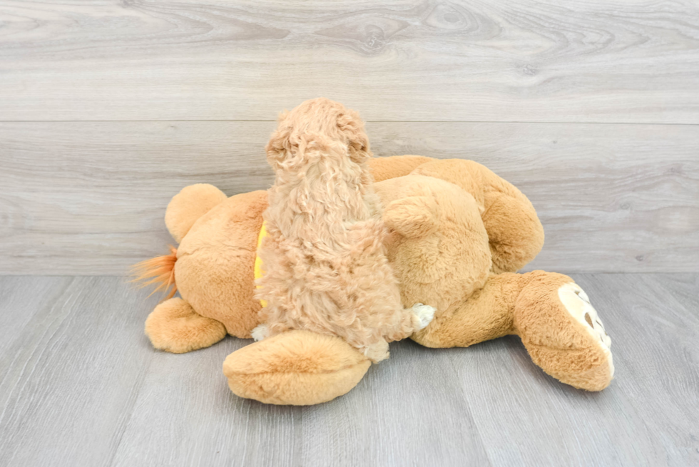 Poochon Puppy for Adoption