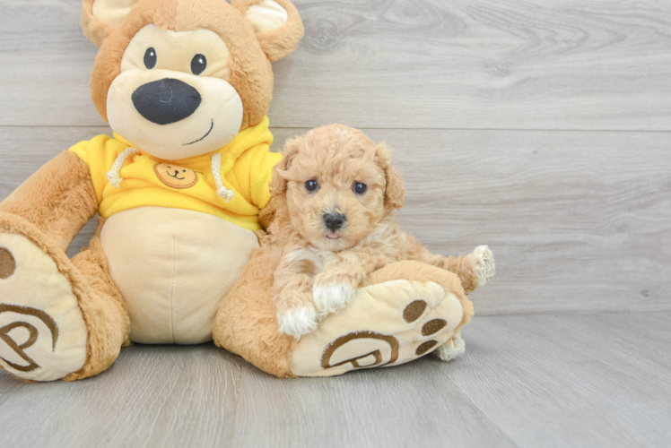 Poochon Puppy for Adoption