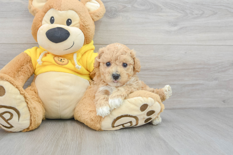 Poochon Puppy for Adoption