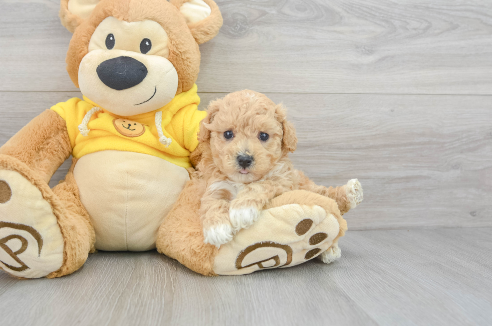 5 week old Poochon Puppy For Sale - Puppy Love PR