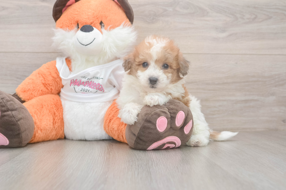 7 week old Poochon Puppy For Sale - Puppy Love PR