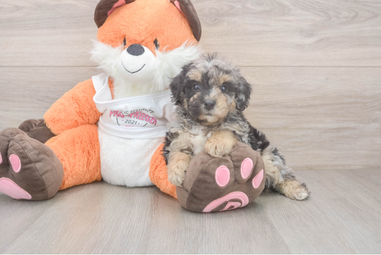 Poochon Puppy for Adoption