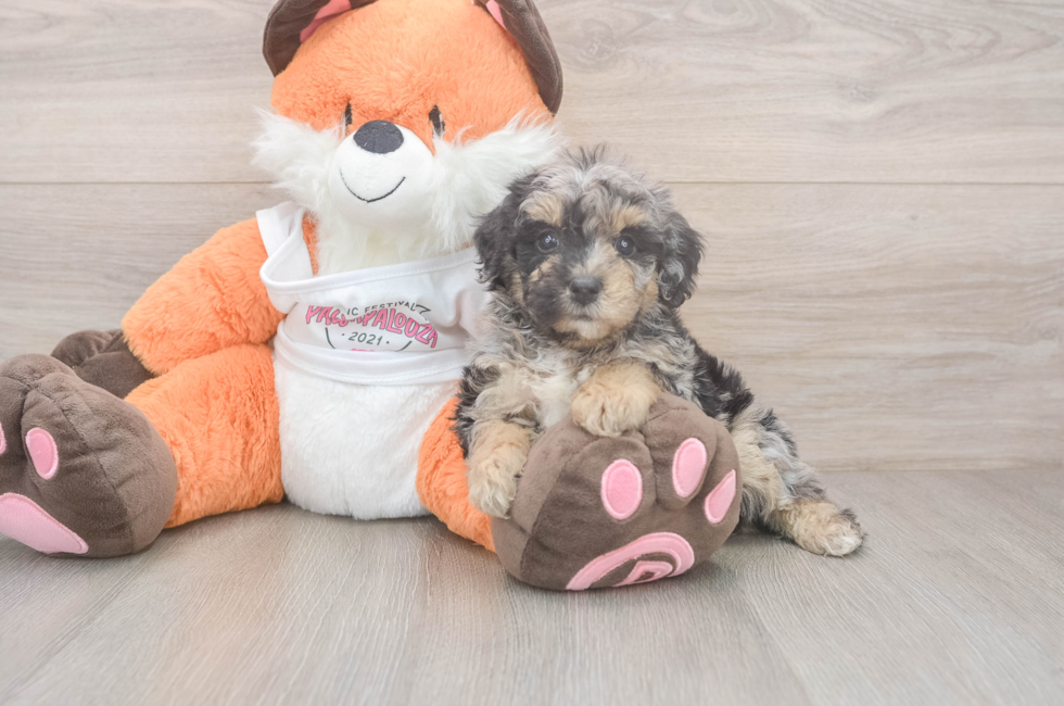 7 week old Poochon Puppy For Sale - Puppy Love PR