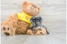 Funny Poochon Poodle Mix Pup