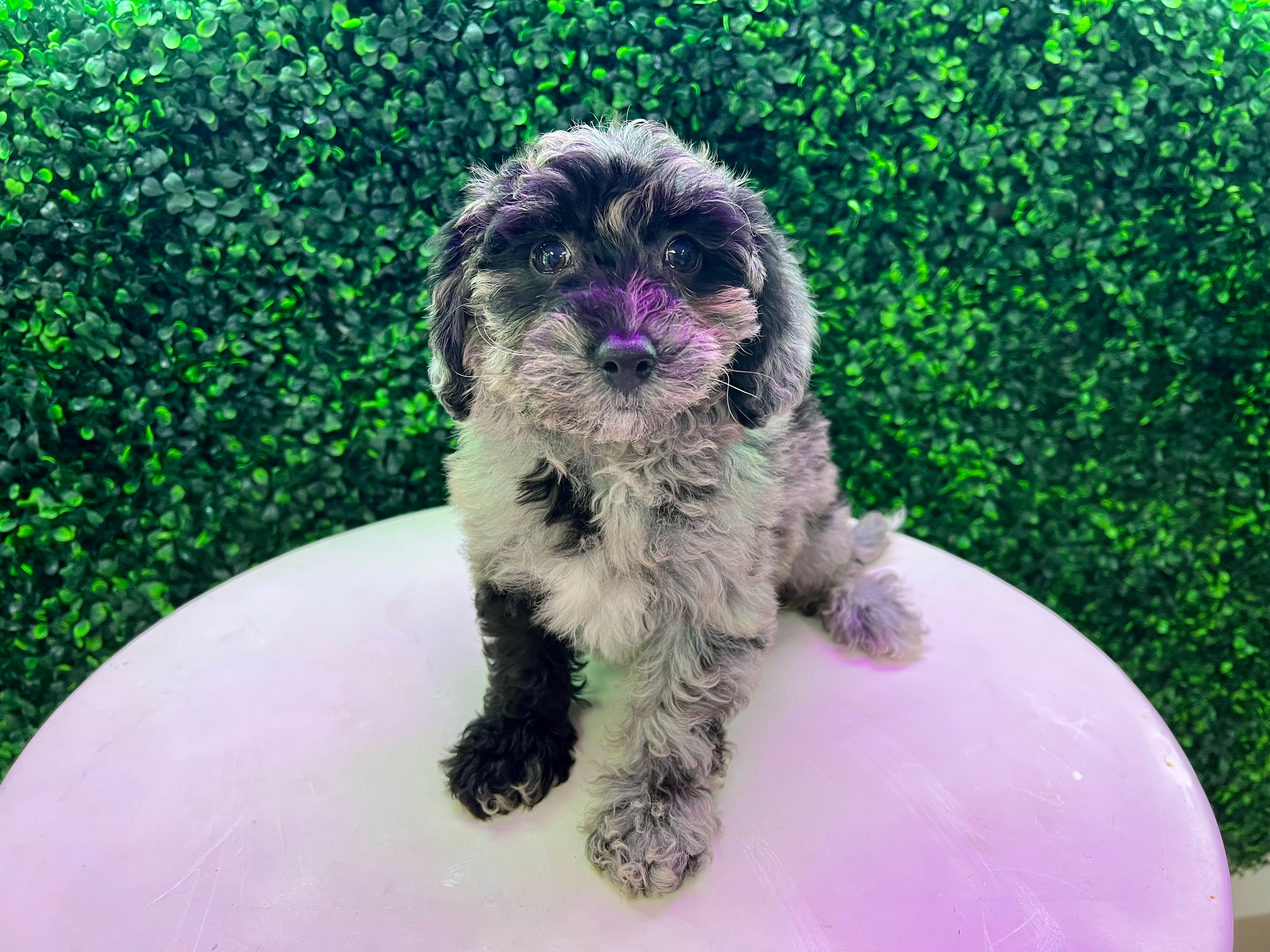 Best Poochon Baby