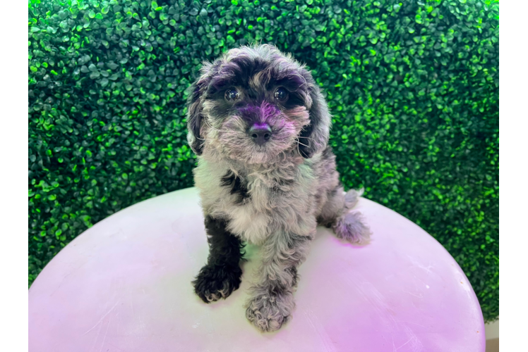 Meet Diane - our Poochon Puppy Photo 1/4 - Puppy Love PR Best Poochon Baby