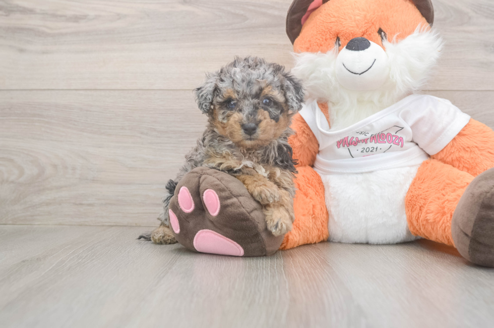 7 week old Poochon Puppy For Sale - Puppy Love PR