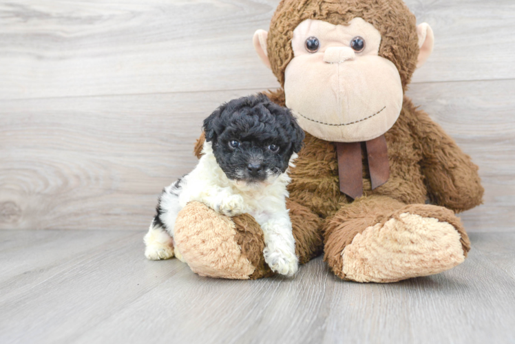 Meet Diane - our Poochon Puppy Photo 1/3 - Puppy Love PR Cute Poochon Baby