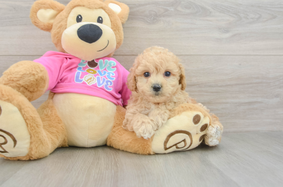 6 week old Poochon Puppy For Sale - Puppy Love PR