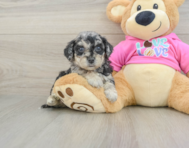 6 week old Poochon Puppy For Sale - Puppy Love PR