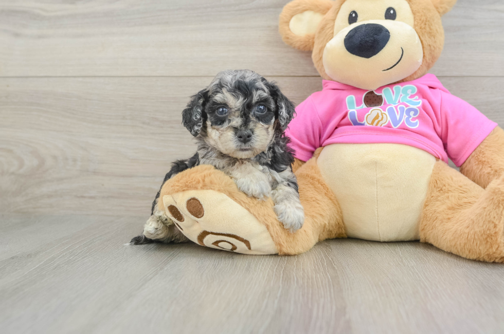 6 week old Poochon Puppy For Sale - Puppy Love PR