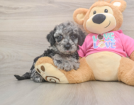 7 week old Poochon Puppy For Sale - Puppy Love PR
